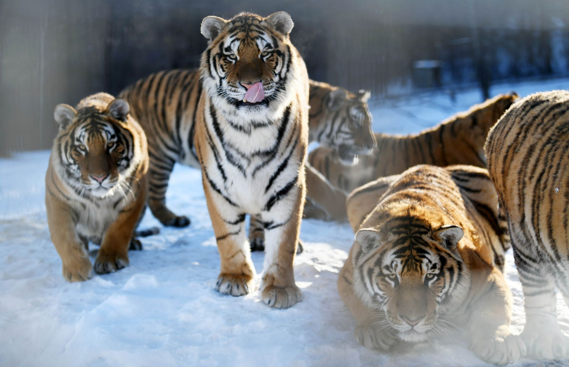 Majestic Siberian Tiger Encounter